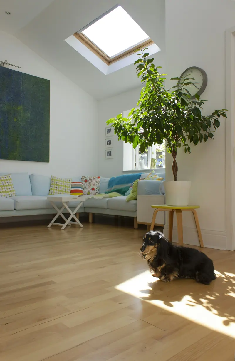 Bright living room with a skylight, pale wood floor, plants and a sofa; a small dachshund sits in a patch of sun.